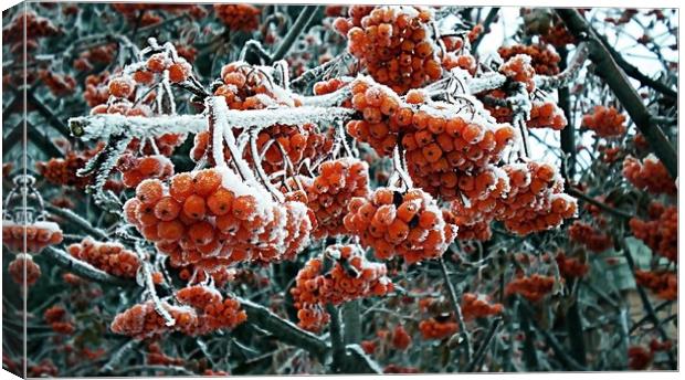 Berries of winter rowan in the snow. December 2018 Canvas Print by Vitaliy Borisov