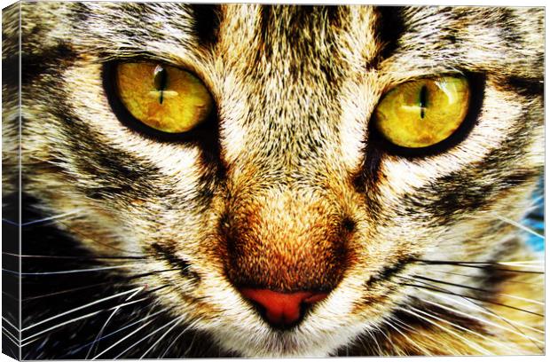 The expressive look of a domestic cat Canvas Print by Vitaliy Borisov
