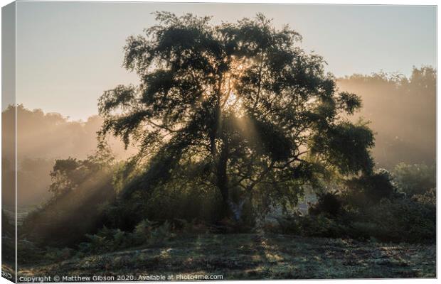 Beautiful sunrise landscape of sun beams shining through tree with golden glow all around Canvas Print by Matthew Gibson