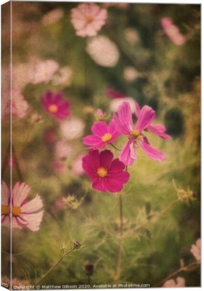 Beautiful image of meadow of wild flowers in Summer with vintage retro effect filters applied Canvas Print by Matthew Gibson