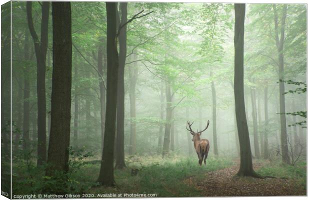 Beautiful image of red deer stag in foggy Autumn colorful forest landscape image Canvas Print by Matthew Gibson