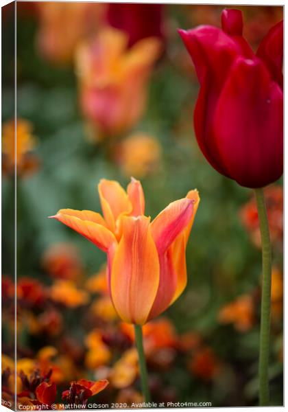 Stunning vibrant shallow depth of field landscape image of flowerbed full of tulips in Spring Canvas Print by Matthew Gibson
