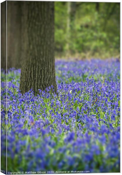 Stunning landscape image of bluebell forest in Spring Canvas Print by Matthew Gibson