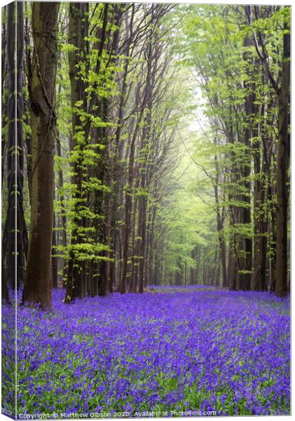 Vibrant bluebell carpet Spring forest landscape Canvas Print by Matthew Gibson