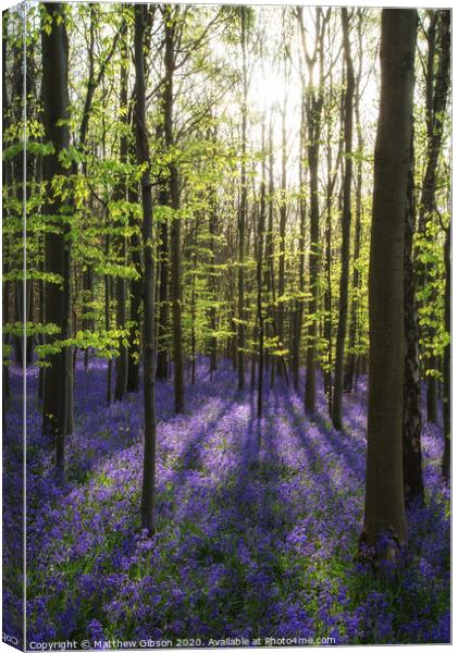 Beautiful morning in Spring bluebell forest with sun beams through trees Canvas Print by Matthew Gibson