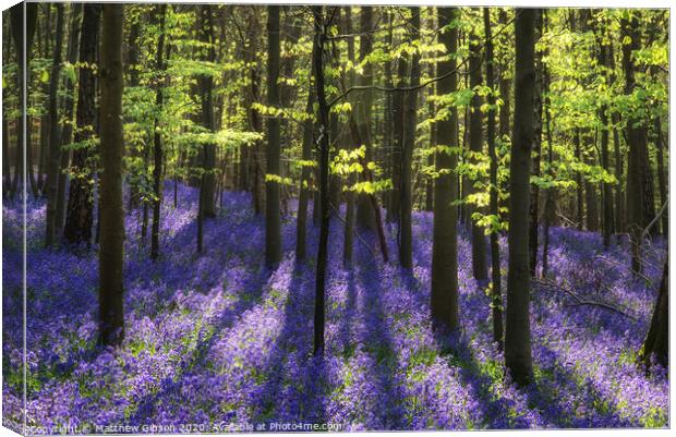 Beautiful morning in Spring bluebell forest with sun beams through trees Canvas Print by Matthew Gibson