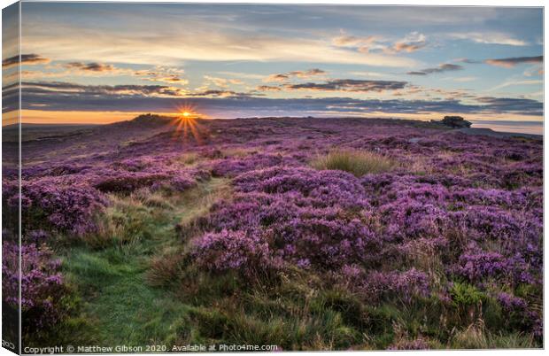 Stunning dawn sunrise landscape image of heather on Higger Tor in Summer in Peak District England Canvas Print by Matthew Gibson