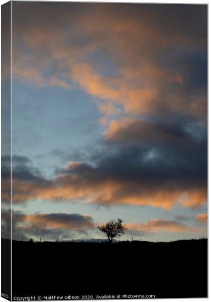 Beautiful Autumn Fall landscape vibrant countryside image of lone tree and stone wall at dawn Canvas Print by Matthew Gibson