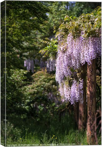 Purple wisteria draping over garden ornaments in Summer growth landscape Canvas Print by Matthew Gibson