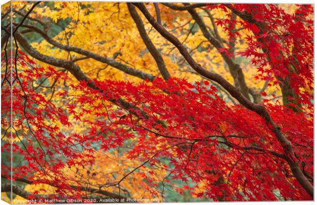 Beautiful colorful vibrant red and yellow Japanese Maple trees in Autumn Fall forest woodland landscape detail in English countryside Canvas Print by Matthew Gibson
