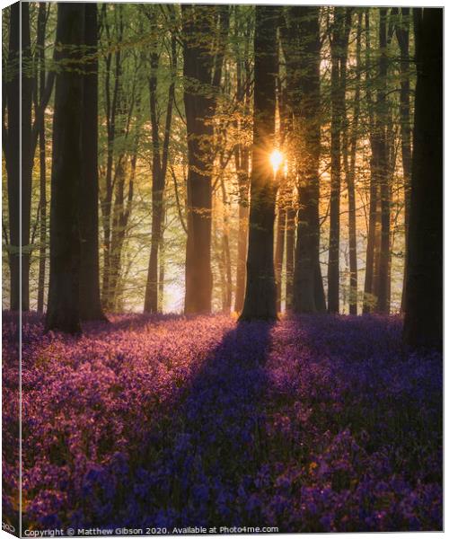 Majestic Spring landscape image of colorful bluebell flowers in woodland Canvas Print by Matthew Gibson