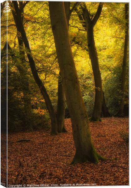 Stunning Autumn Fall colorful vibrant woodland landscape Canvas Print by Matthew Gibson