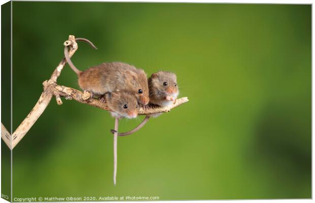 ADorable and Cute harvest mice micromys minutus on wooden stick with neutral green background in nature Canvas Print by Matthew Gibson