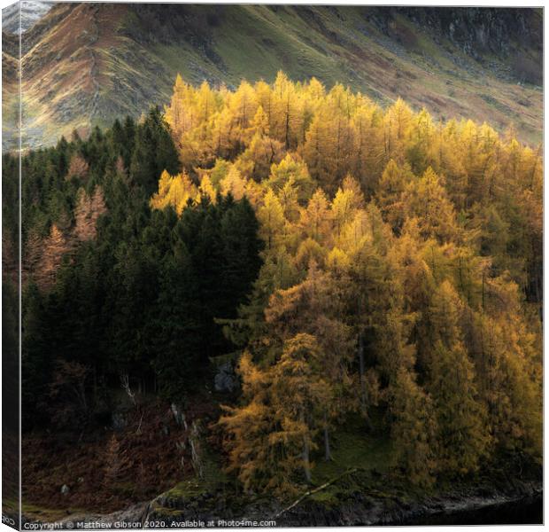 Beautiful landscape image of Autumn Fall with vibrant pine and larch trees against majestic setting of Hawes Water and High Stile peak in Lake District Canvas Print by Matthew Gibson
