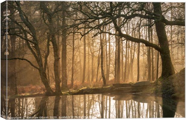 Beautiful landscape image of still stream in forest in the Lake District with hazy sun beams and glow behind the trees reflected in the still water Canvas Print by Matthew Gibson