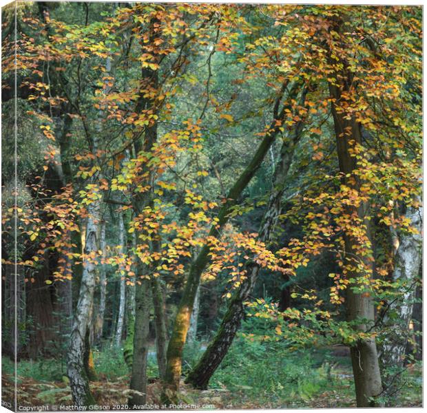 Beautiful vibrant Autumn Fall trees in Fall color in New Forest in England with stunning sunlight making colors pop against dark background Canvas Print by Matthew Gibson