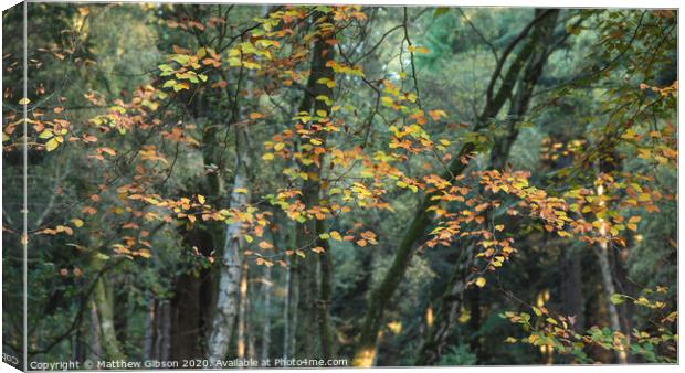 Beautiful vibrant Autumn Fall trees in Fall color in New Forest in England with stunning sunlight making colors pop against dark background Canvas Print by Matthew Gibson