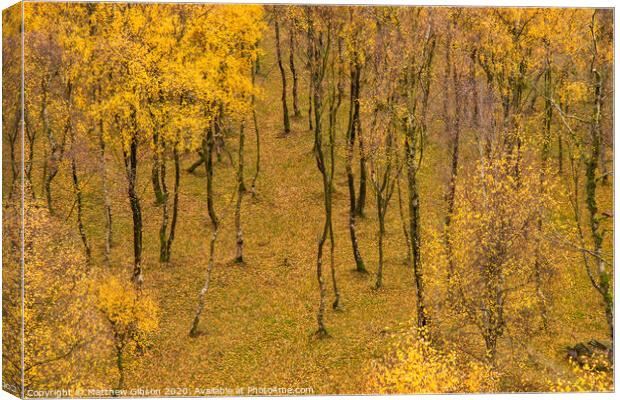 Amazing view of Silver Birch forest with golden leaves in Autumn Fall landscape scene of Upper Padley gorge in Peak District in England Canvas Print by Matthew Gibson