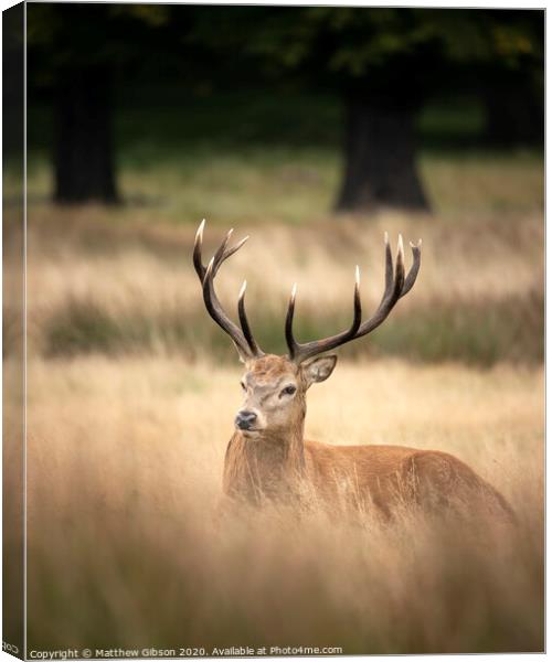 Sutning portrait of red deer stag Cervus Elaphus in Autumn Fall woodland landscape during the rut mating season Canvas Print by Matthew Gibson