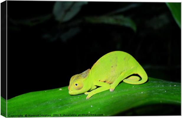 Chameleon of the night Canvas Print by Hannah Hopton