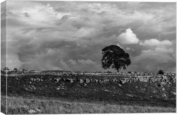 Lonely Tree Canvas Print by Simon Wilkinson