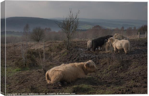 Cattle on Beeley Moor Canvas Print by Simon Wilkinson