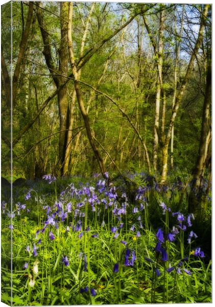 Bluebell Woods Canvas Print by TIM HUGHES