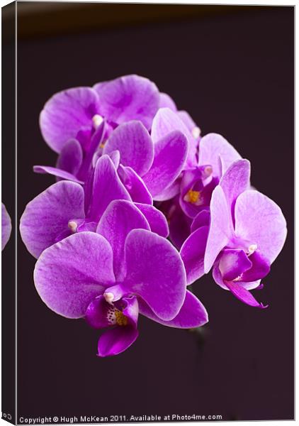 Plant, Orchid, Phalaenopsis, Pink Flowers Canvas Print by Hugh McKean