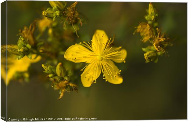 Plant, St Johns Wort, Hypericum perforatum, Flower Canvas Print by Hugh McKean