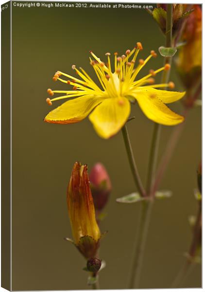 Plant, St Johns Wort, Hypericum perforatum, Flower Canvas Print by Hugh McKean