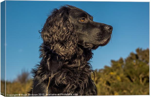 Animal, Dog, Cocker Spaniel, Black Canvas Print by Hugh McKean