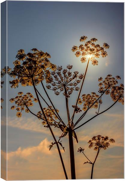 Sunlight through plant seedhead Canvas Print by Hugh McKean