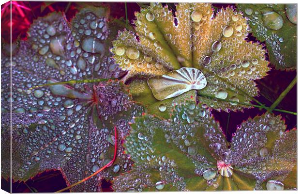Colour manipulated raindrops on leaves Canvas Print by Hugh McKean