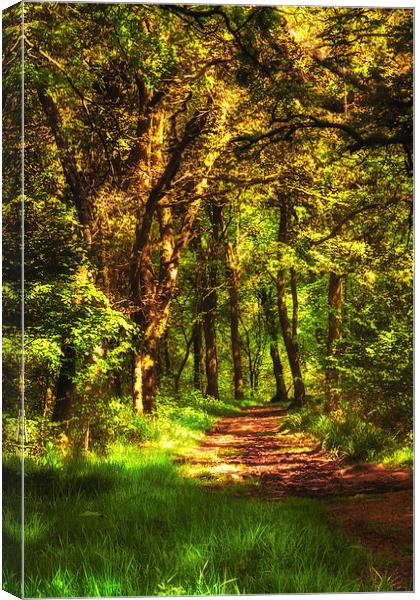 Sunlit path through Primrose wood Canvas Print by Hugh McKean
