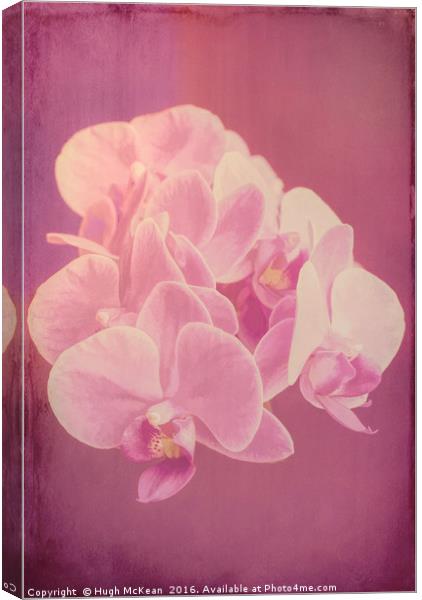 Plant, Orchid, Phalaenopsis, Pink Flowers  Canvas Print by Hugh McKean