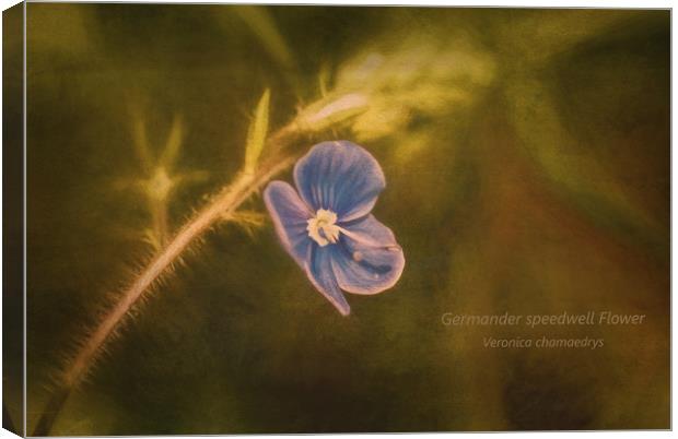 Photo art of a Germander Speedwell flower  Canvas Print by Hugh McKean