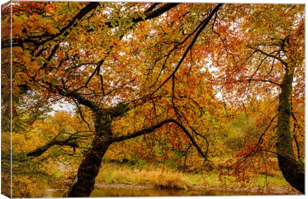 Autumn colors Oct. 2016 River Annan Canvas Print by Hugh McKean