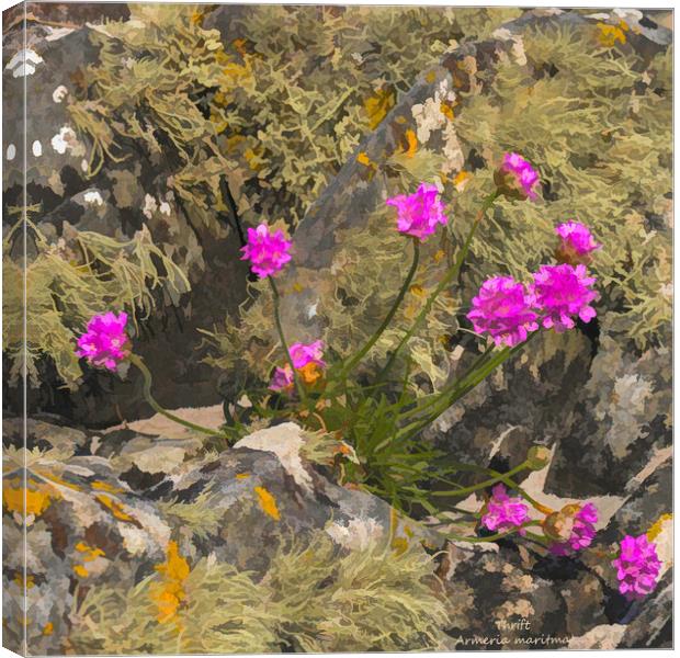 Thrift among a lichen covered granite outctop Canvas Print by Hugh McKean