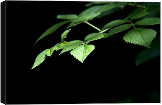 Plant, Tree, Common Hazel, Leaves, Corylus avellan Canvas Print by Hugh McKean