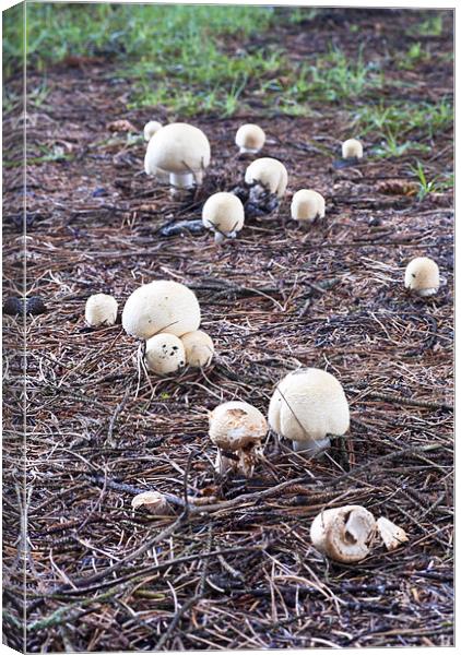 Fungi, mushroom, Agaricus variegans, edible, Canvas Print by Hugh McKean
