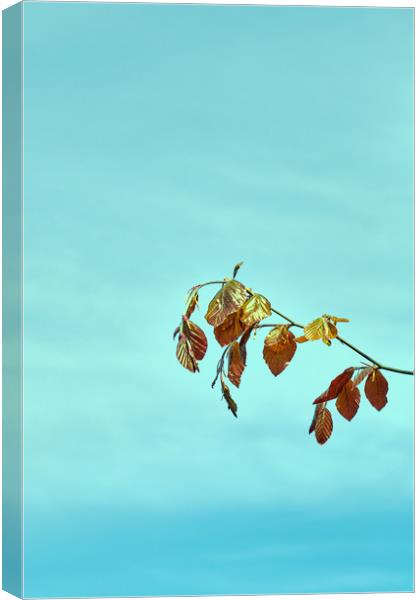 Spring leaves of the Common Beech tree_DSF1673.jpg Canvas Print by Hugh McKean