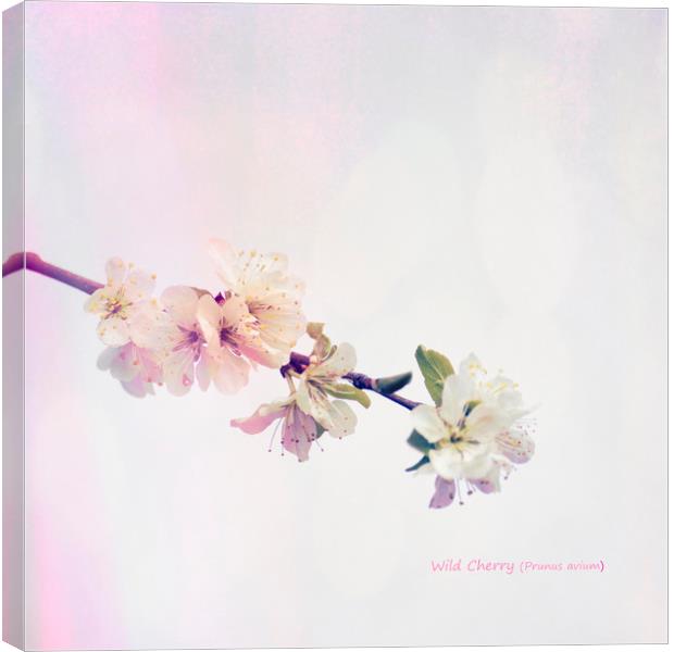 Wild Cherry (Prunus avium) Blossom Canvas Print by Hugh McKean