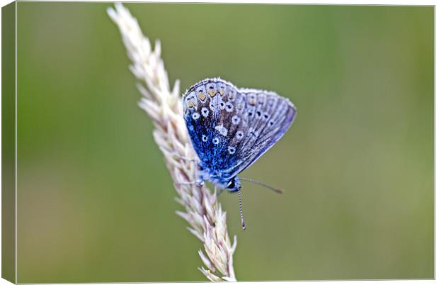Animal, Insect, Butterfly, Adonis Blue, Lysandra b Canvas Print by Hugh McKean