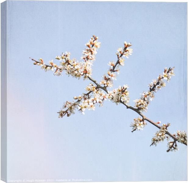 Photo art Blackthorn blossom, Prunus spinosa Canvas Print by Hugh McKean