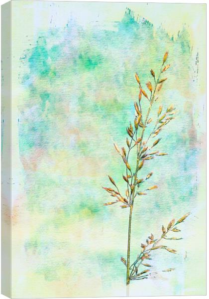 Photo art, Bristle oat, Avena strigosa Canvas Print by Hugh McKean