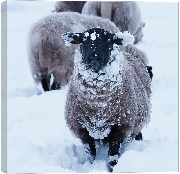 Sheep in the snow Canvas Print by David (Dai) Meacham