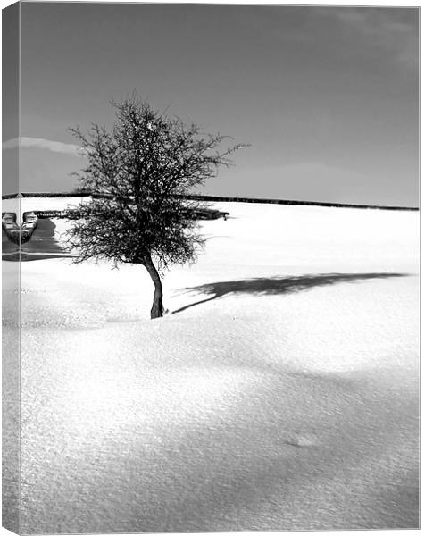 Little Tree in the virgin snow Canvas Print by David (Dai) Meacham