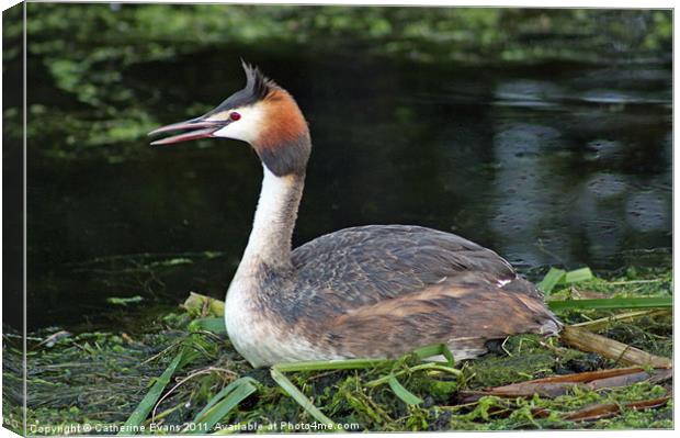 Great Crested Grebe Canvas Print by Catherine Fowler