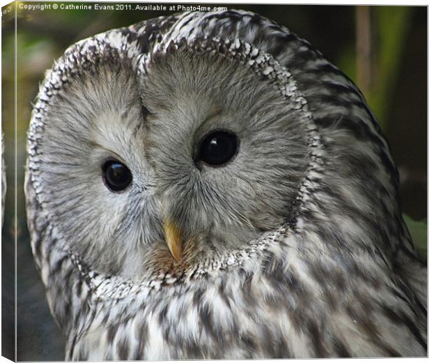 Ural owl Canvas Print by Catherine Fowler