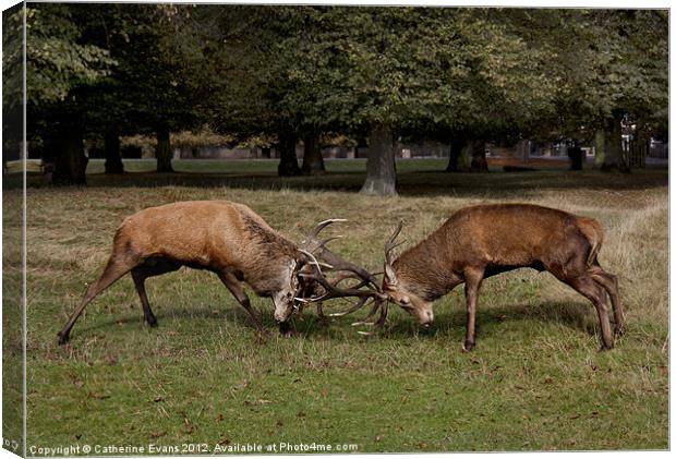 Battle of the Stags Canvas Print by Catherine Fowler